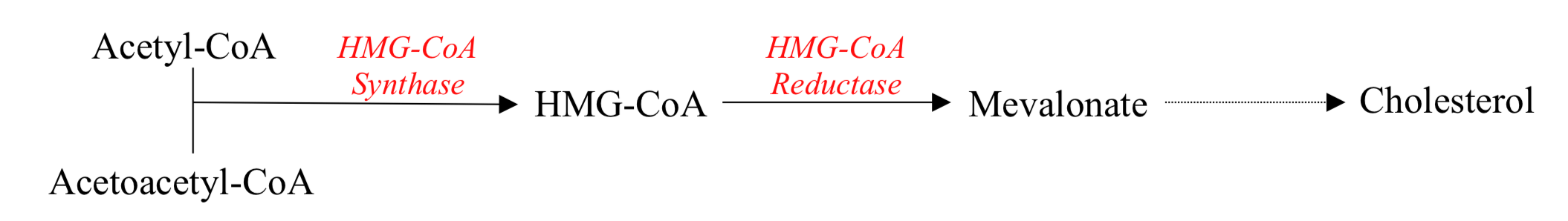 Screenshot 2021-07-13 at 11.41.48 cholesterol synthesis