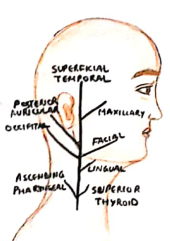 External carotid artery