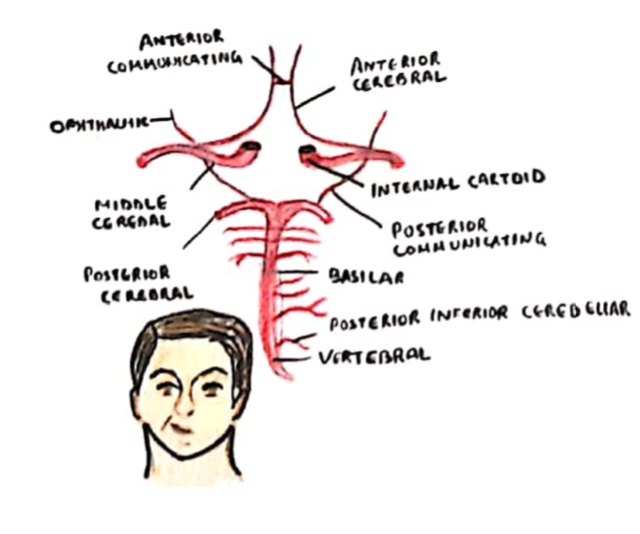 Circle of Willis