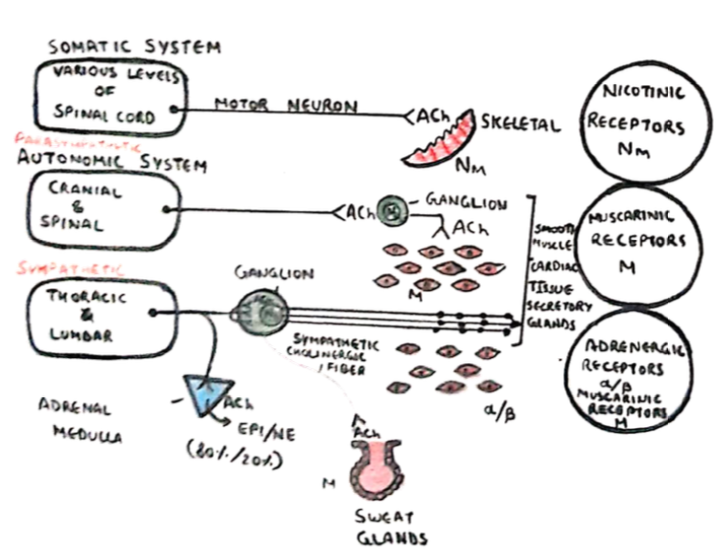 Screenshot 2021-07-22 at 15.12.03 Peripheral nervous system