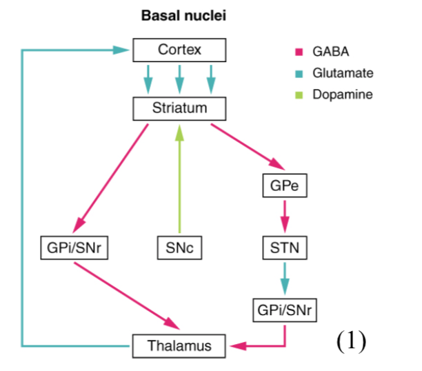 Screenshot 2021-07-22 at 15.16.50 basal ganglia