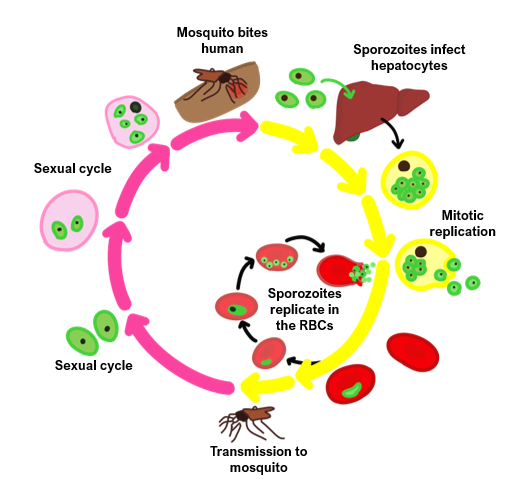 malaria life cycle