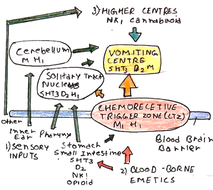 Vomiting Pathway vomiting physiology