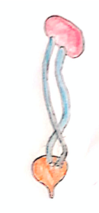 Picture 1 duplex kidney