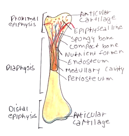 bone diagram