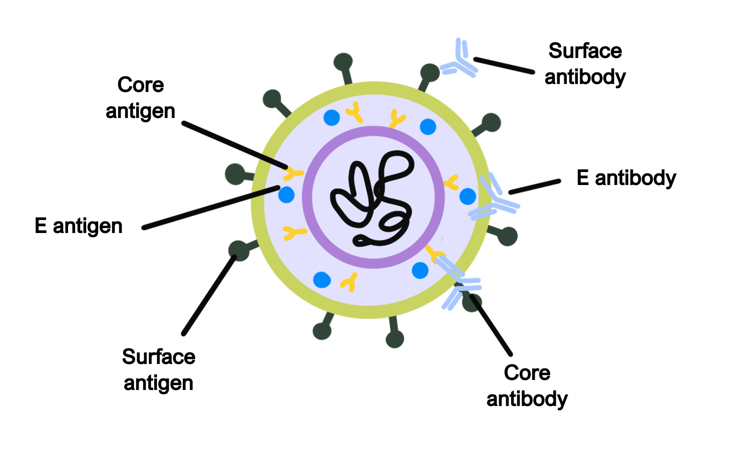 Hepatitis B