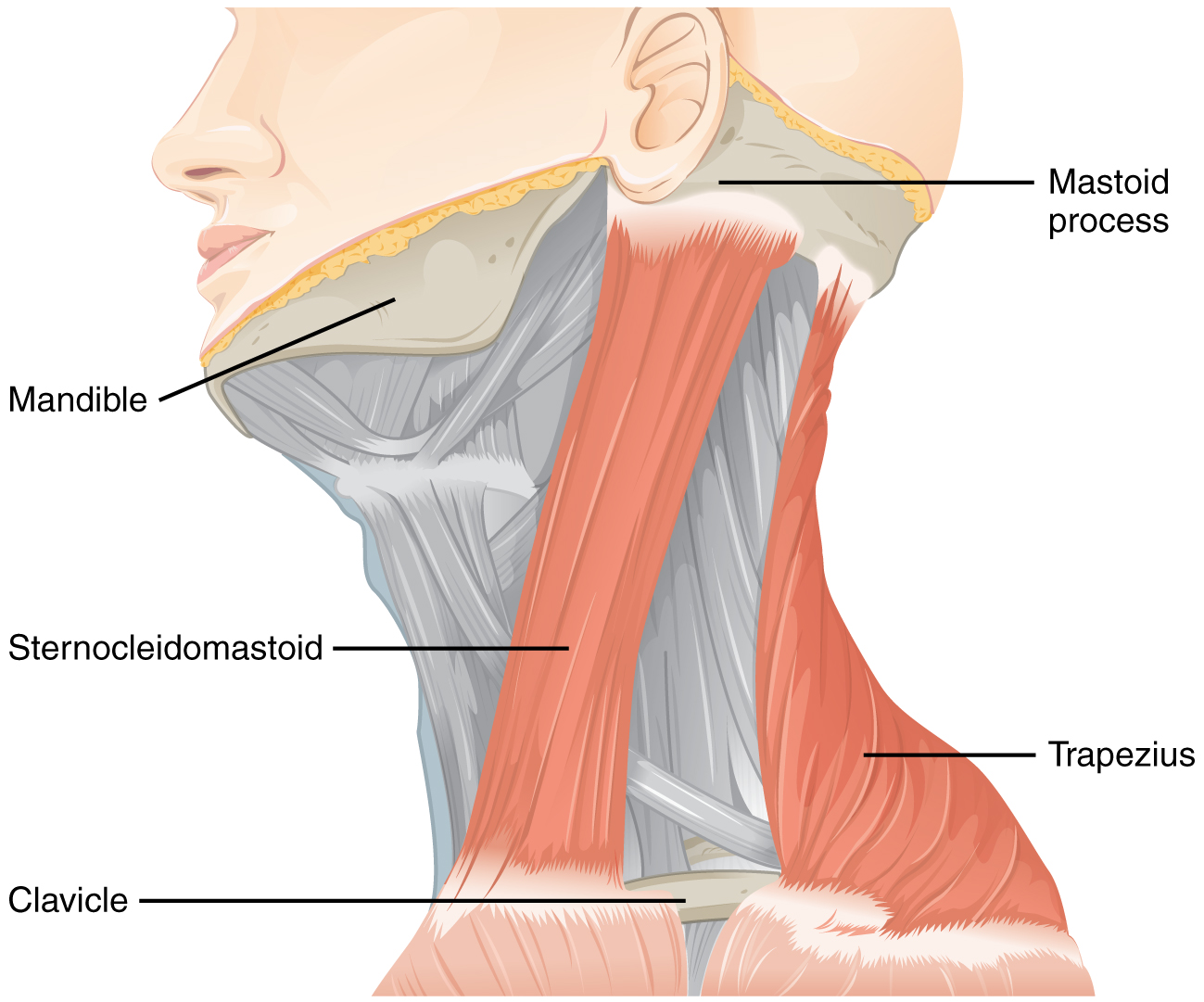 1610_Muscles_Controlled_by_the_Accessory_Nerve-02