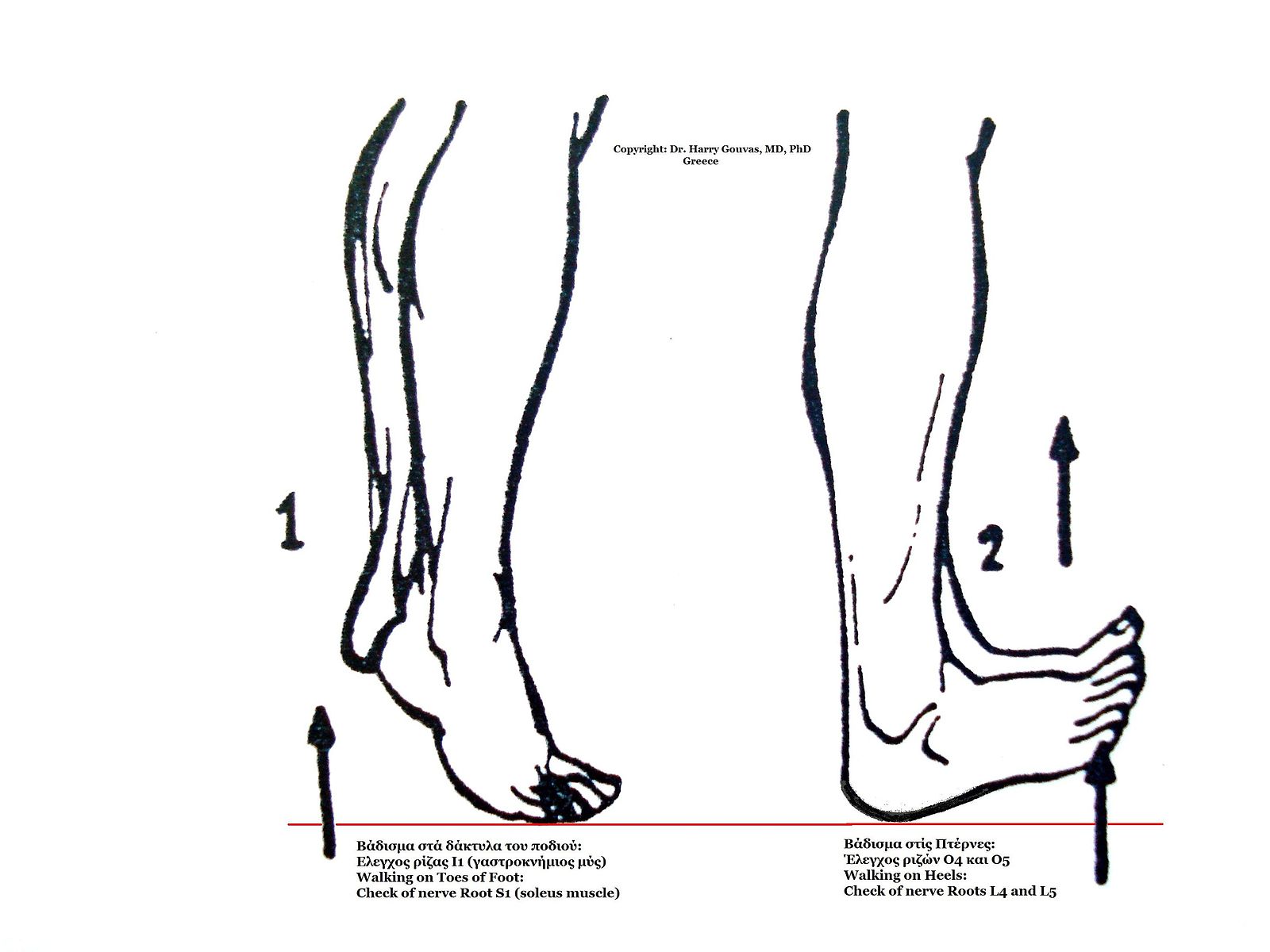 Check_of_nerve_roots