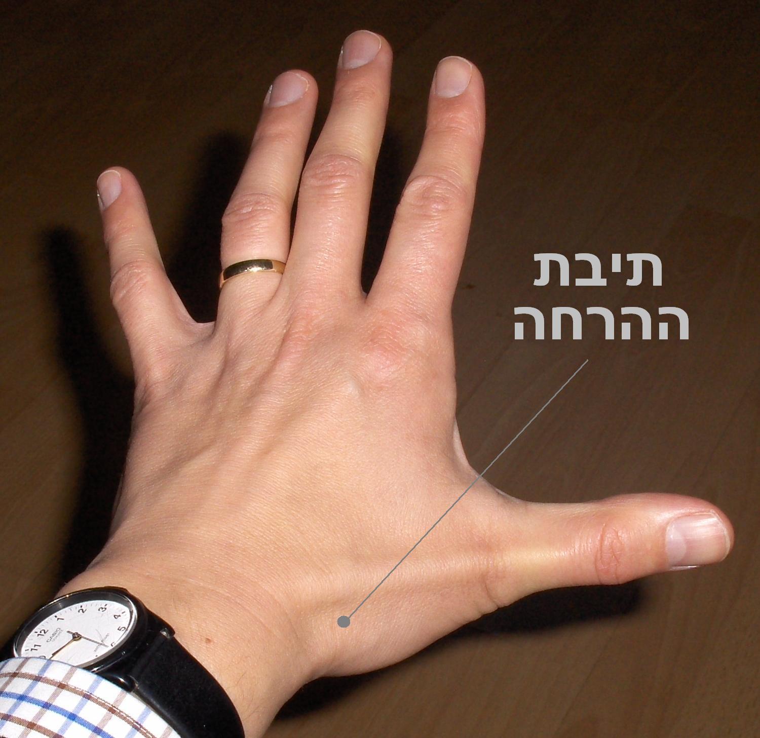 Anatomical Snuffbox