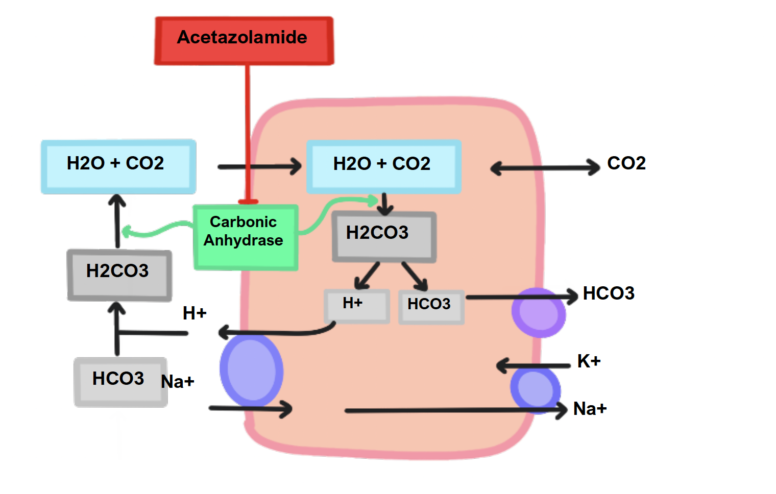 Carbonic anhydrase