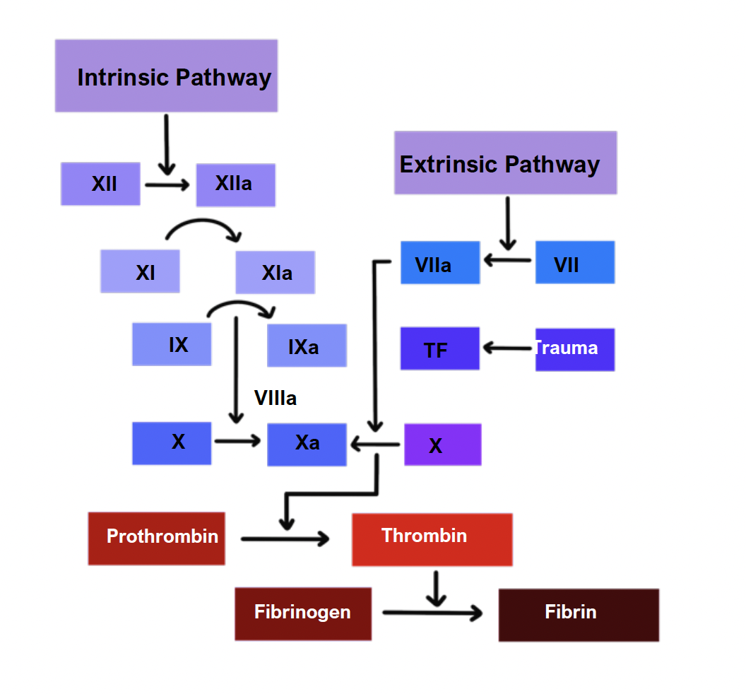 Coagulation Cascade