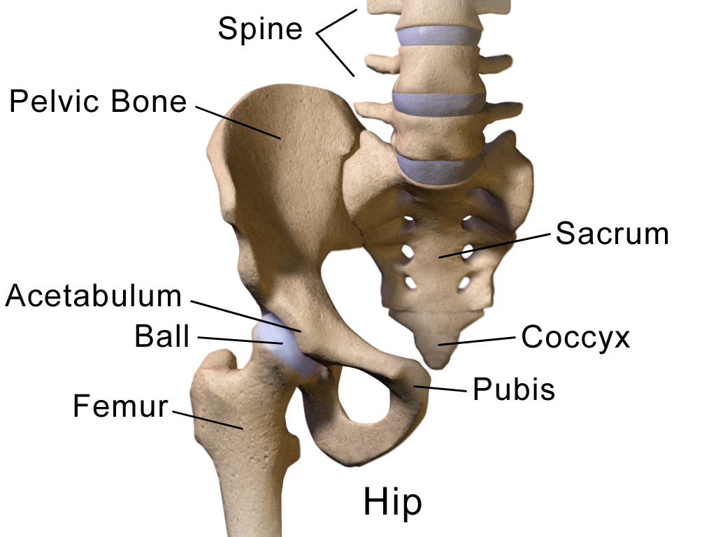 Hip Anatomy Thomas Test