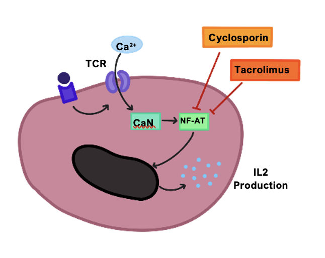 Immunosuppression