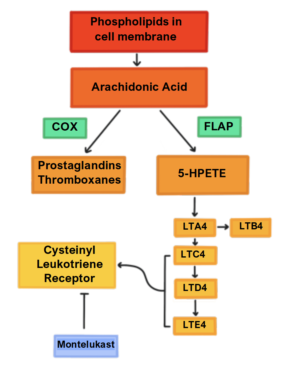 Leukotrienes