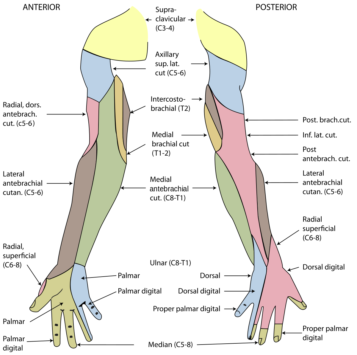 Nerve Supply Upper Limb