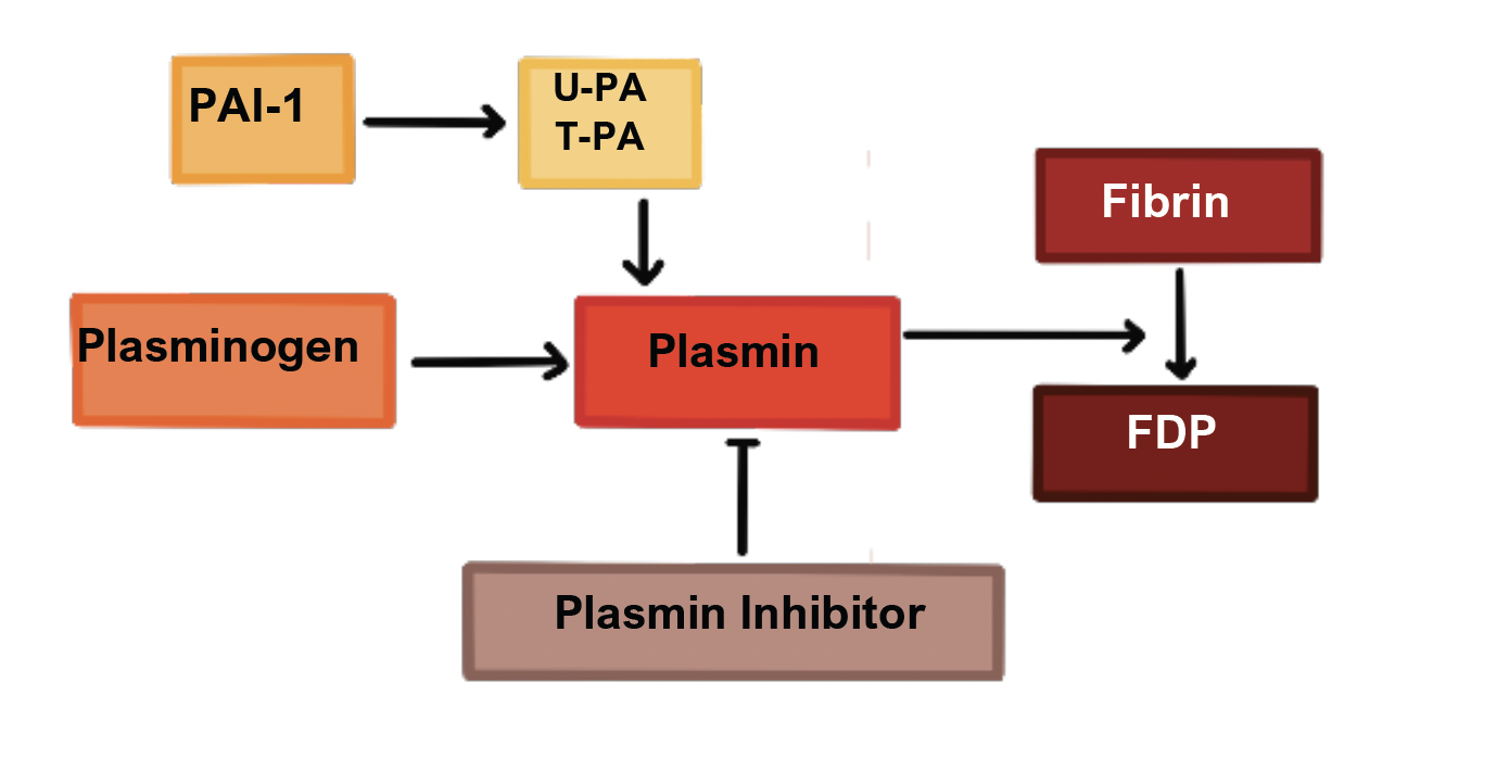 Plasmin