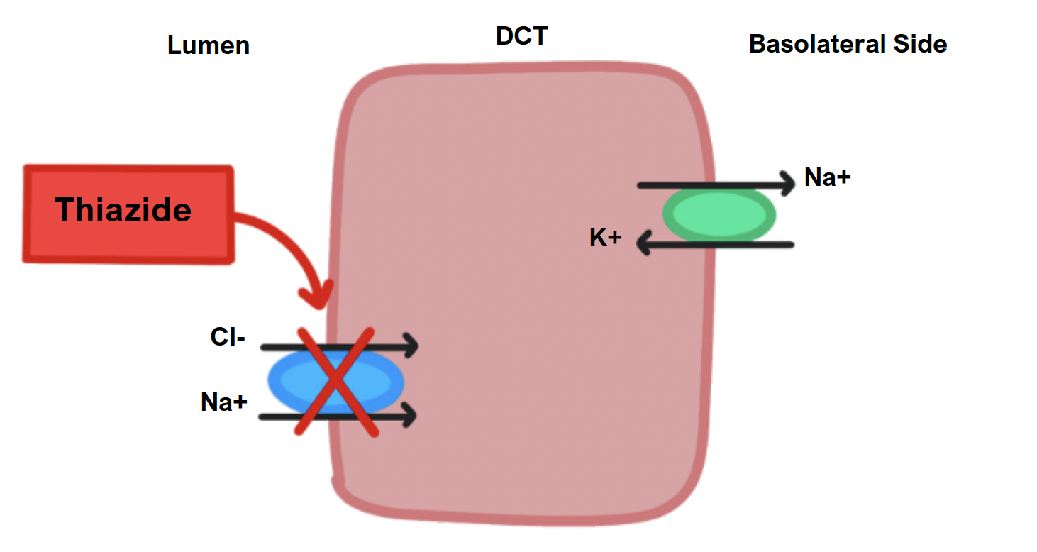 Thiazide diuretic