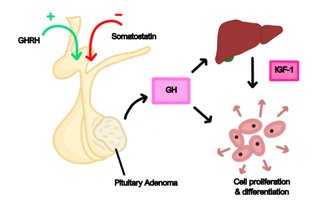 drugs influencing growth hormone