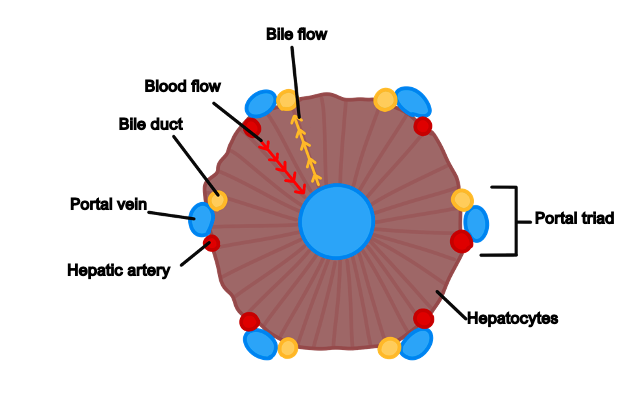 Hepatobiliary physiology