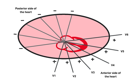 precordial lead Precordial leads ECG