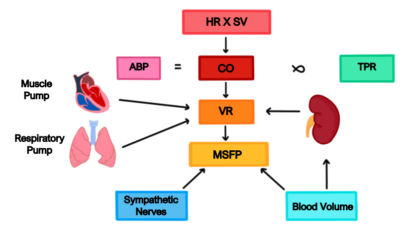 Screenshot 2023-06-11 at 14.16.53 cardiovascular system