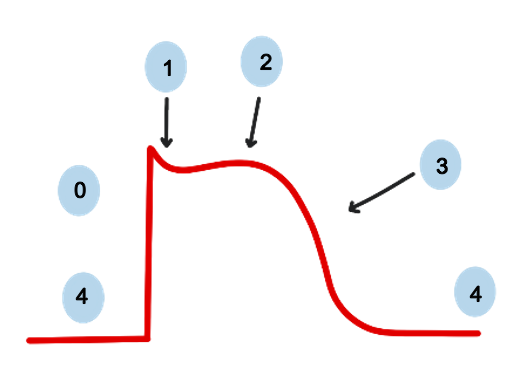 Screenshot 2023-06-11 at 14.17.01 cardiac action potential