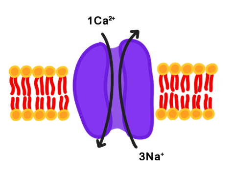 Screenshot 2023-06-11 at 14.17.06 sodium-calcium channel