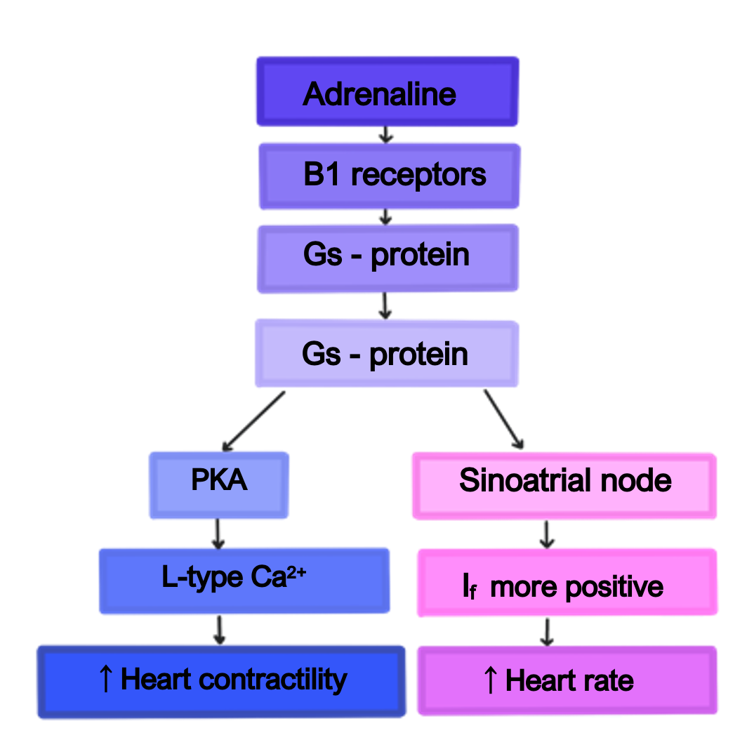 Screenshot 2023-06-11 at 14.22.17 catecholamines