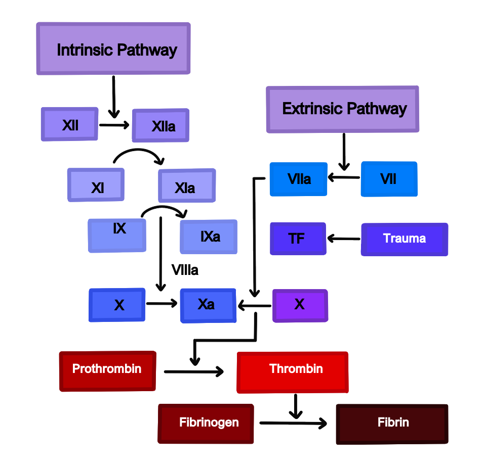 Screenshot 2023-06-11 at 15.07.11 intrinsic and extrinsic pathway