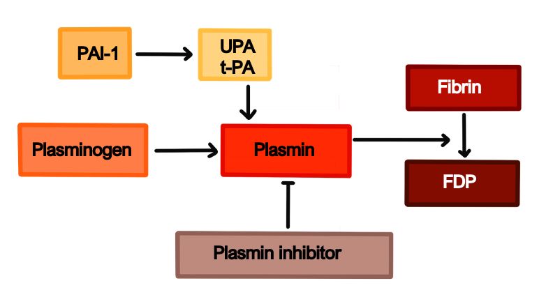 Screenshot 2023-06-11 at 15.14.20 intrinsic and extrinsic pathway