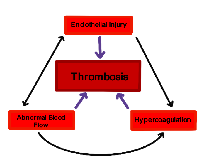 Screenshot 2023-06-11 at 15.22.14 intrinsic and extrinsic pathway
