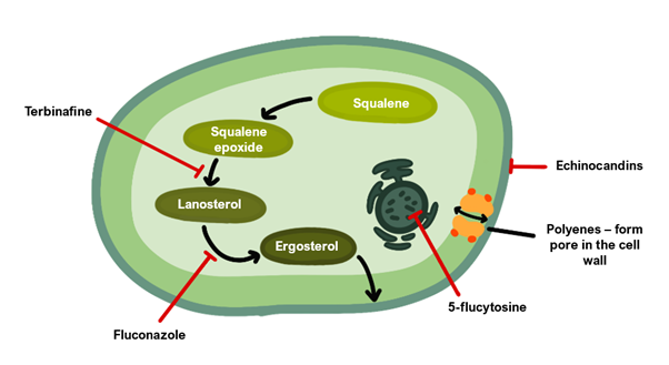 drugs against fungi