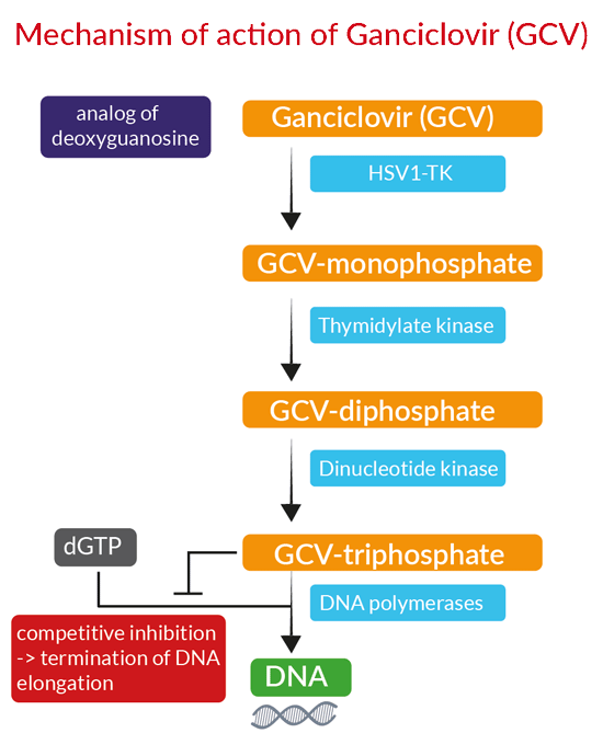 Ganciclovir