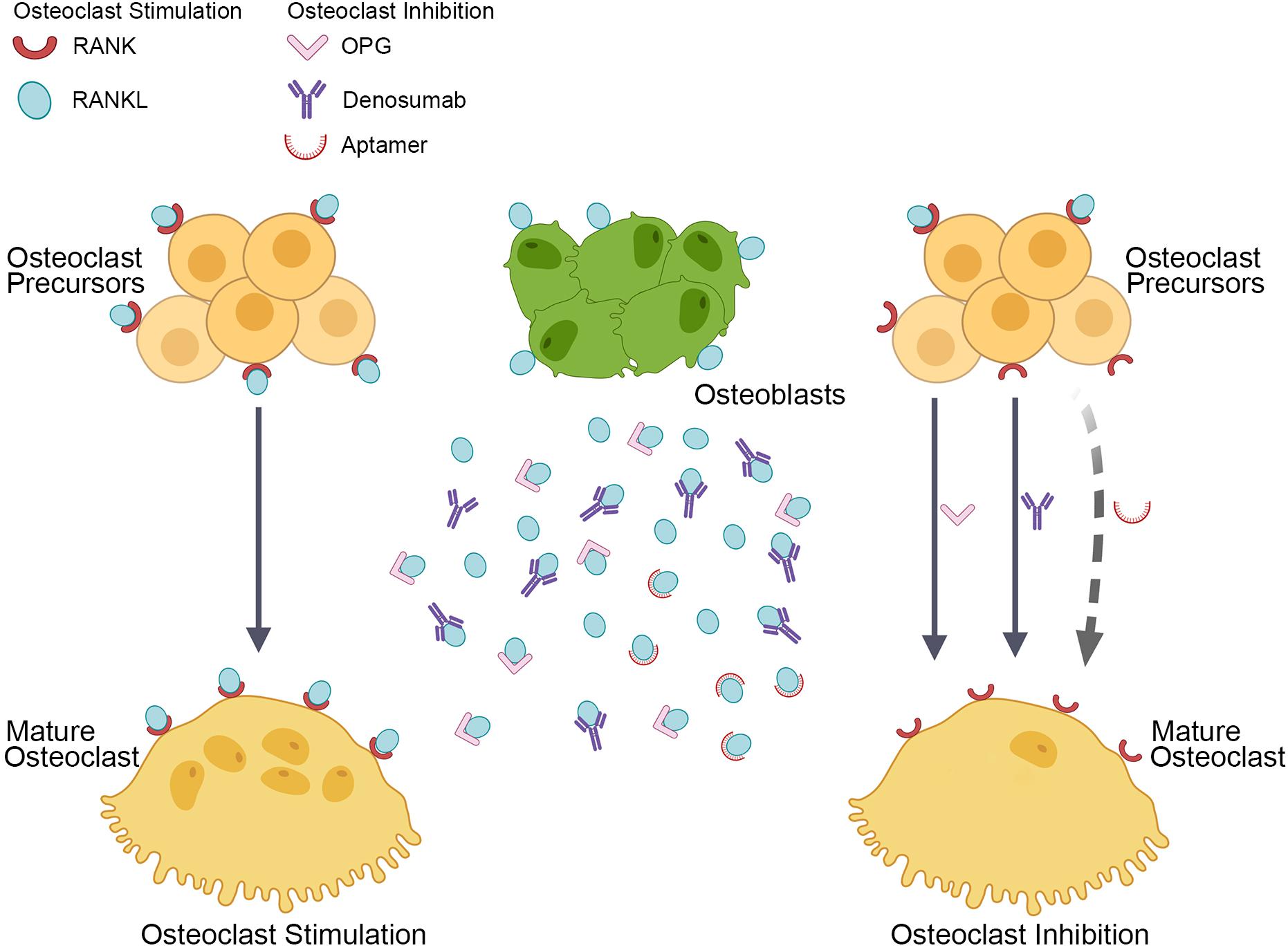 Denosumab