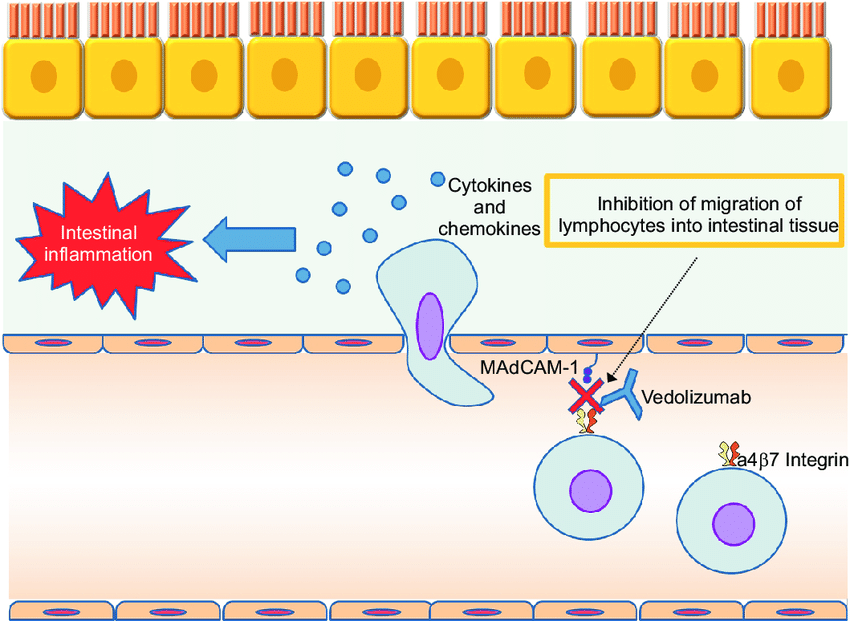 Vedolizumab
