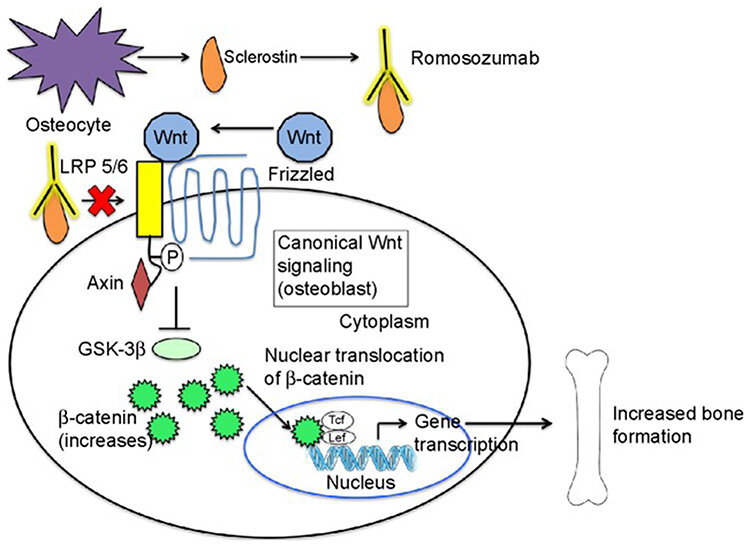 Mechanism-of-action-of-romosozumab