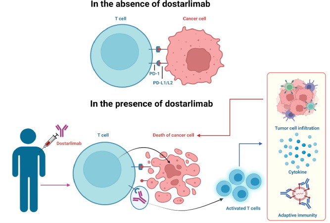 Dostarlimab