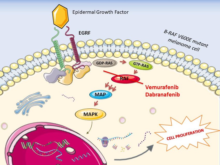Vemurafenib