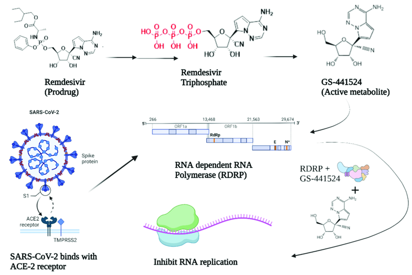 Mechanism-of-action-of-Remdesivir-It-is-converted-into-its-nucleotide-form-and-then-into
