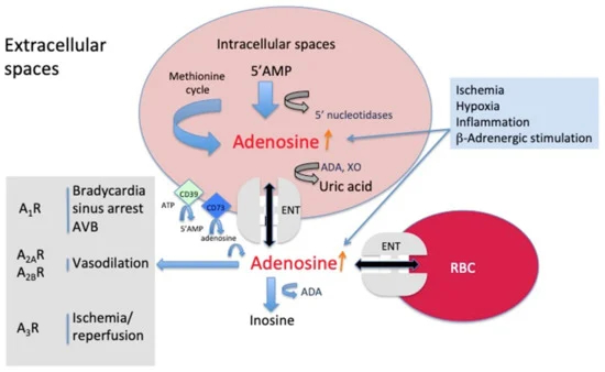 adenosine