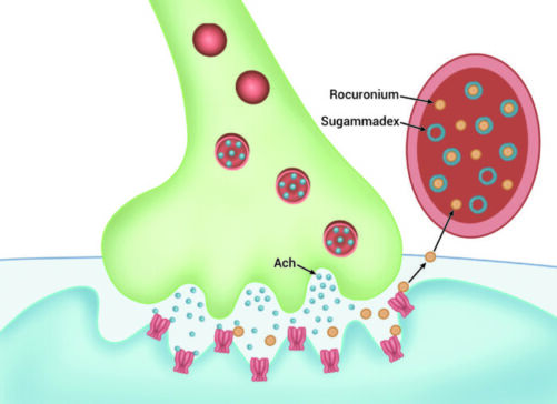 Sugammadex