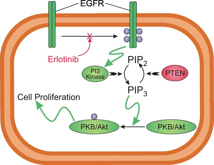 Erlotinib