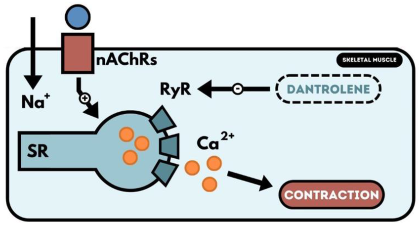 Mechanism-of-action-of-dantrolene-Dantrolene-is-a-unique-muscle-relaxant-that-targets