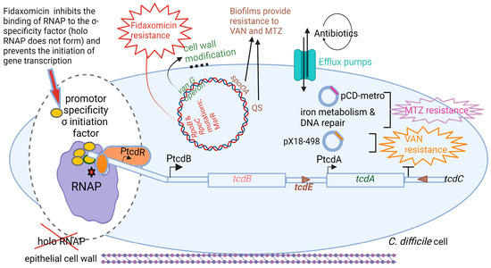 fidaxomicin